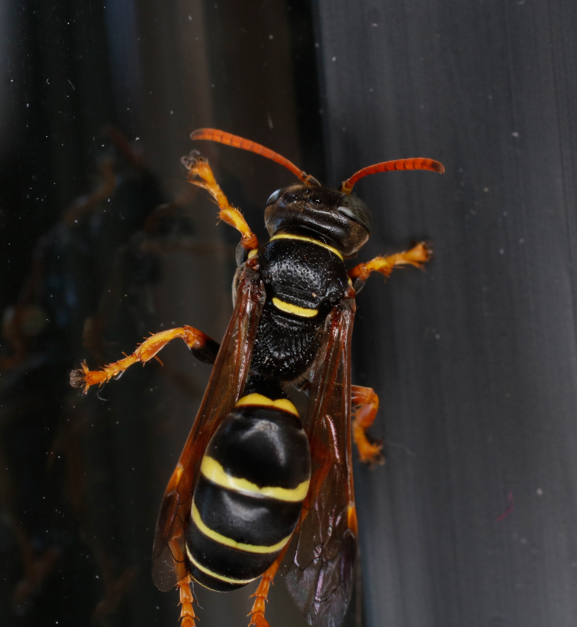 Crabronidae: femmina di Gorytes quinquefasciatus (cfr.)